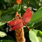 Libelle Koh Chang 