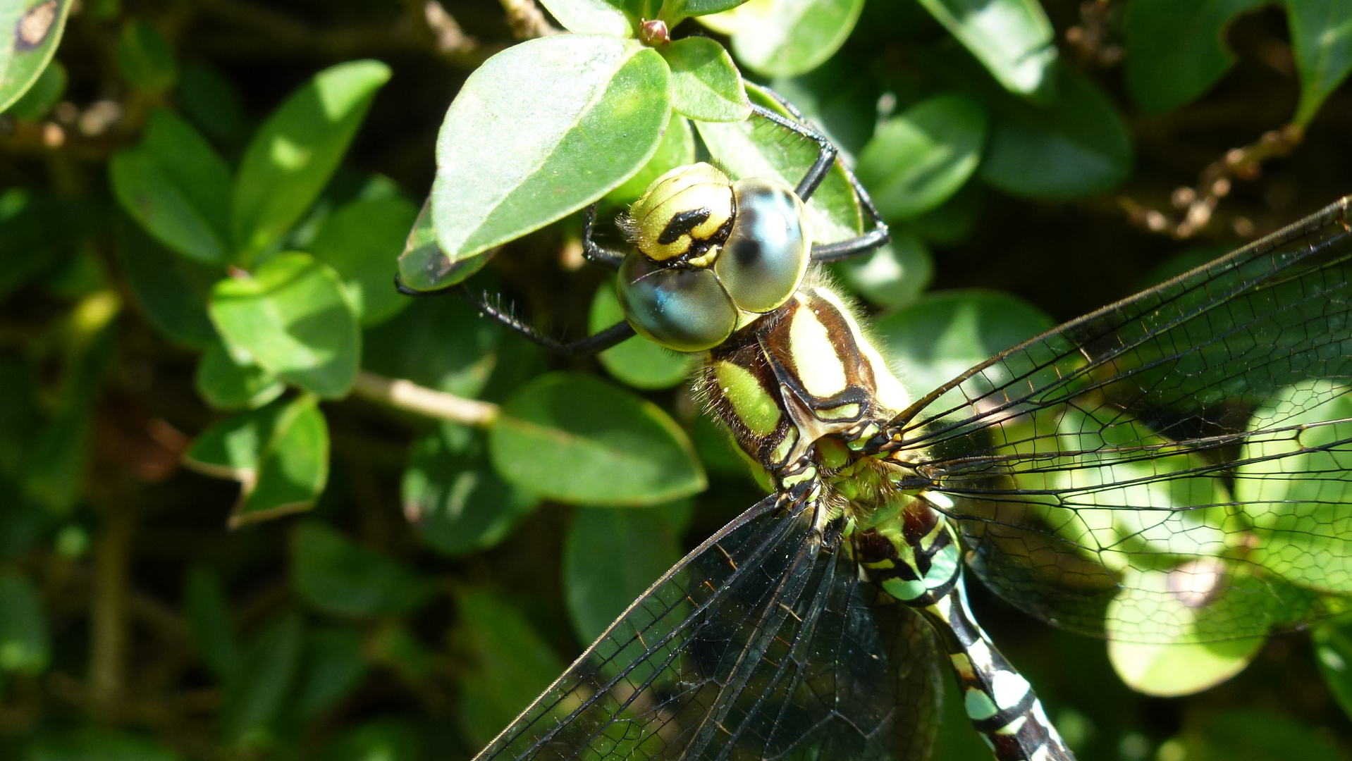 libelle kopf makro