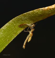 Libelle kurz nach dem Schlüpfen, 