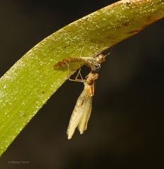 Libelle kurz nach dem Schlüpfen,