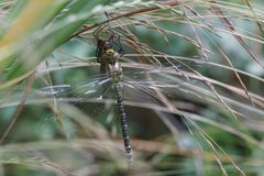 Libelle kurz nach dem Schlüpfen aus der Larve 2