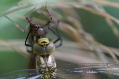 Libelle kurz nach dem Schlüpfen aus der Larve