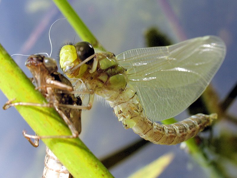 Libelle, kurz nach dem Schlüpfen