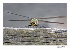 Libelle kurz vor dem Abheben...