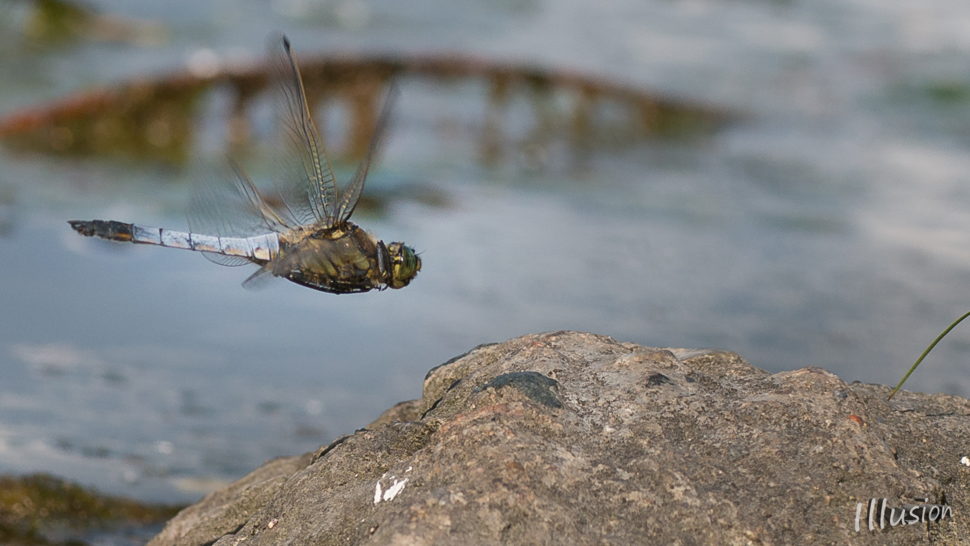 Libelle landet auf dem Stein