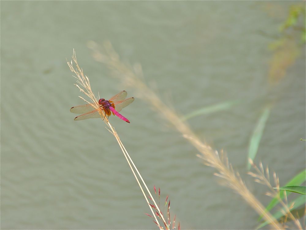 libelle , laos 2010