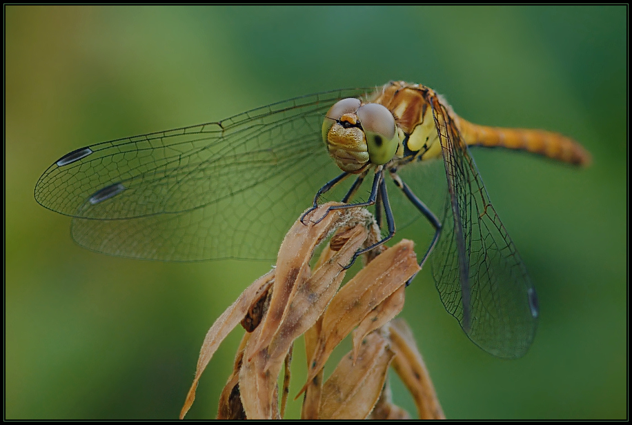 Libelle LAPADU I