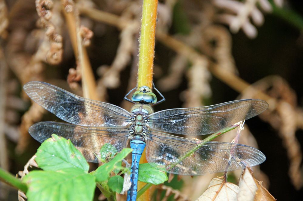 Libelle leider nicht ganz drauf