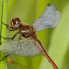 Libelle - letzten Sommer