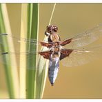 Libelle: Libellula depressa - Danke Ushie für die Bestimmung