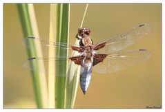 Libelle: Libellula depressa - Danke Ushie für die Bestimmung