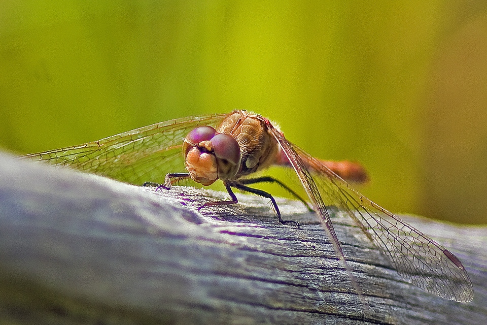 Libelle (Libellulidae)