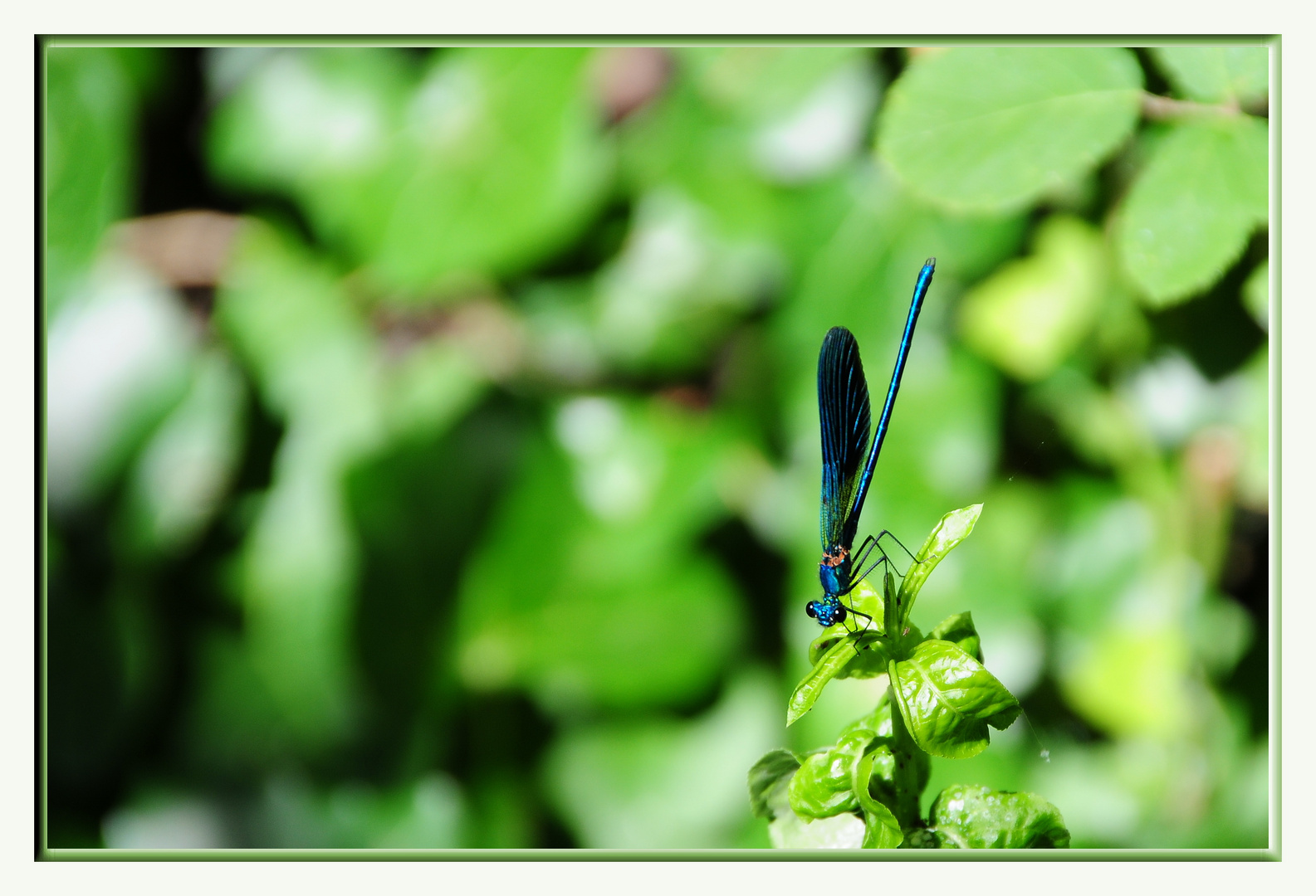 Libelle macht eine Pause