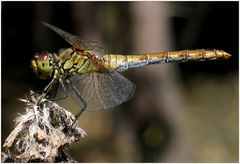 Libelle macht Pause