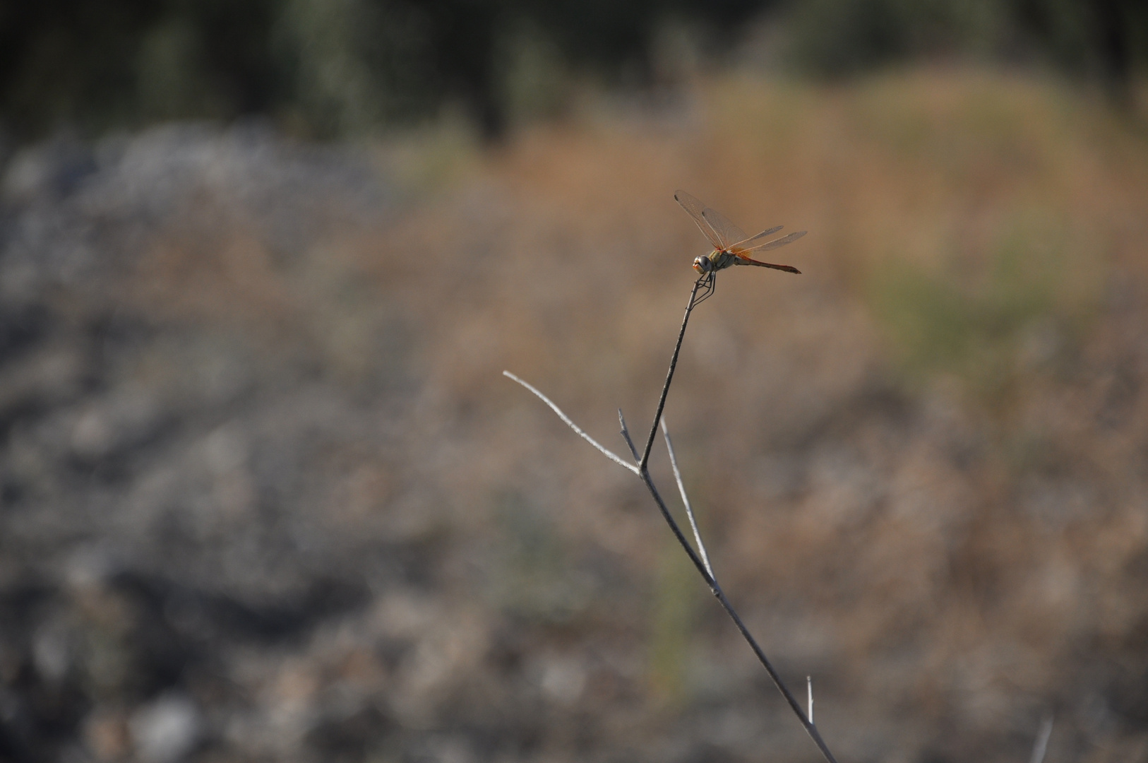 Libelle macht Pause