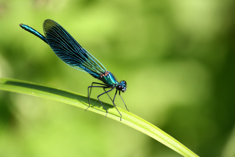 Libelle macht Pause