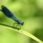 Libelle macht Pause