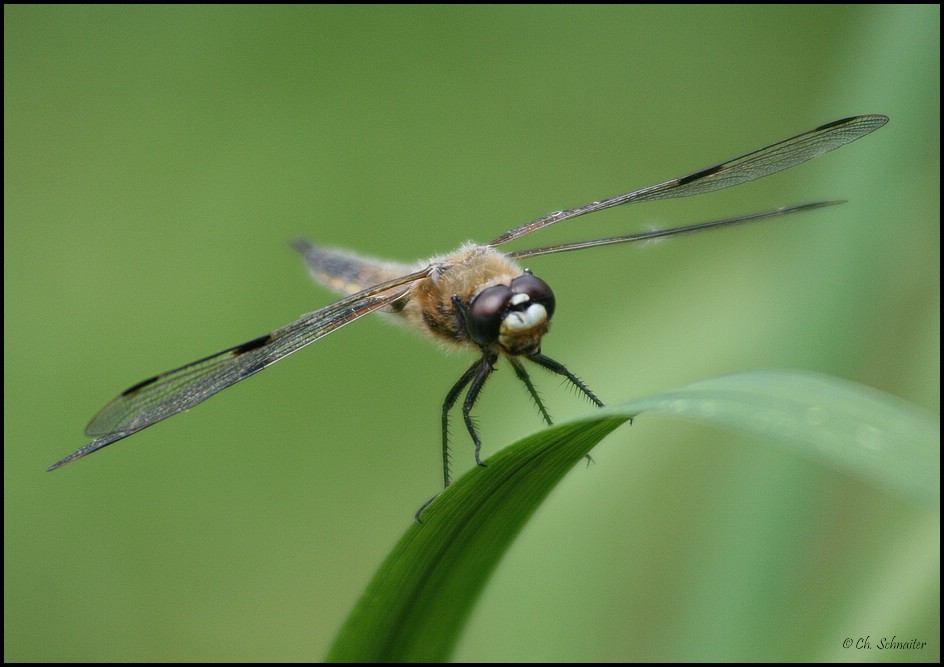 Libelle macht Pause