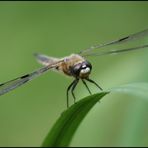 Libelle macht Pause