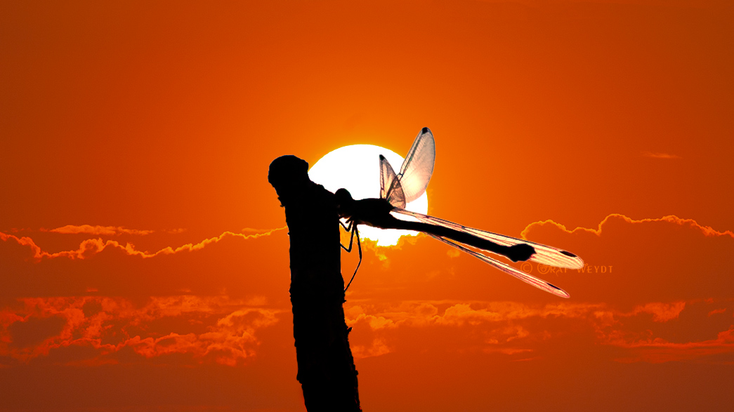 Libelle macht Pause im Sonnenuntergang 