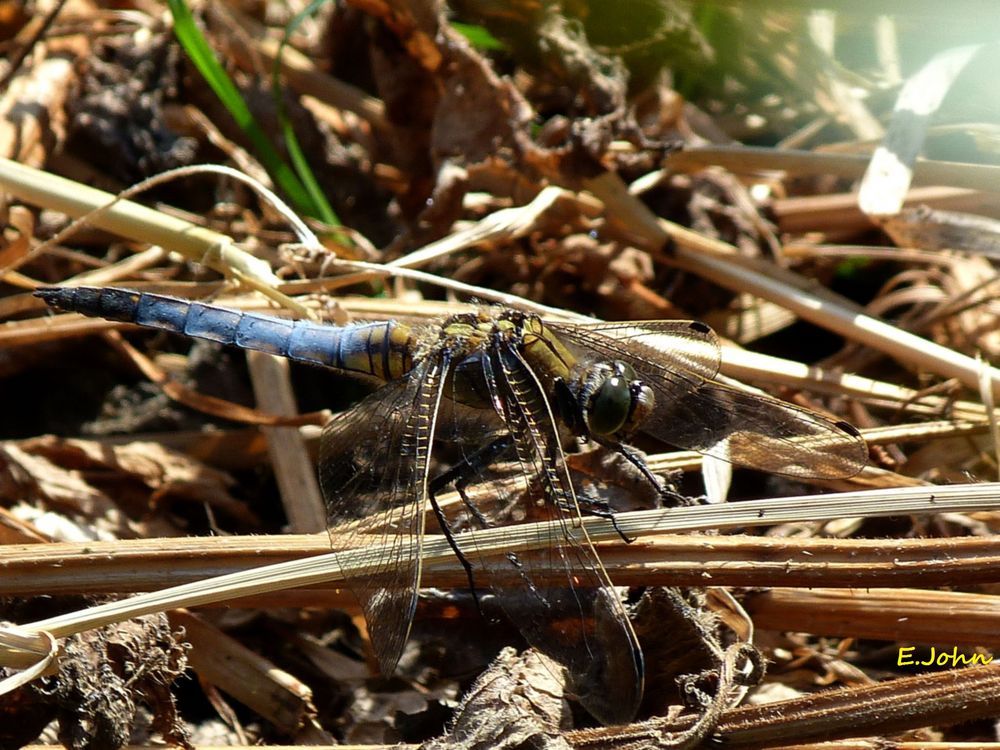 Libelle macht Pause. Plattbauch