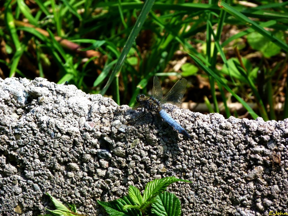 Libelle macht Pause. Plattbauch