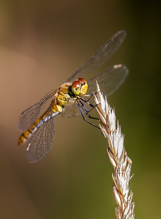 Libelle macht Rast