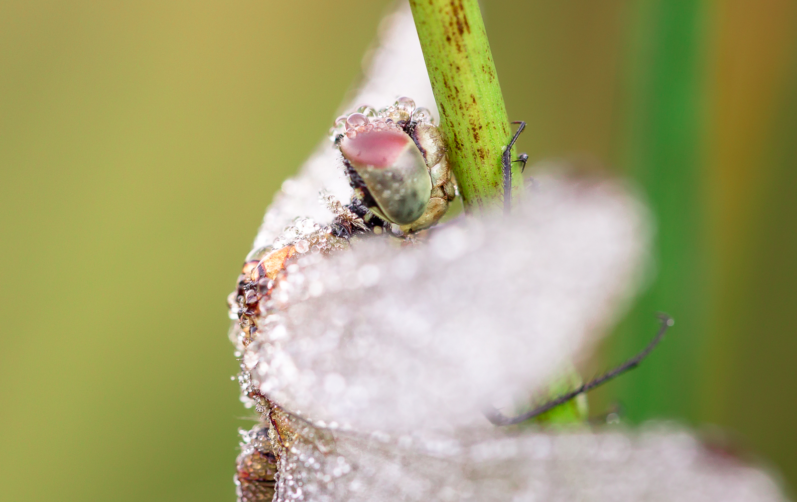 Libelle Macro