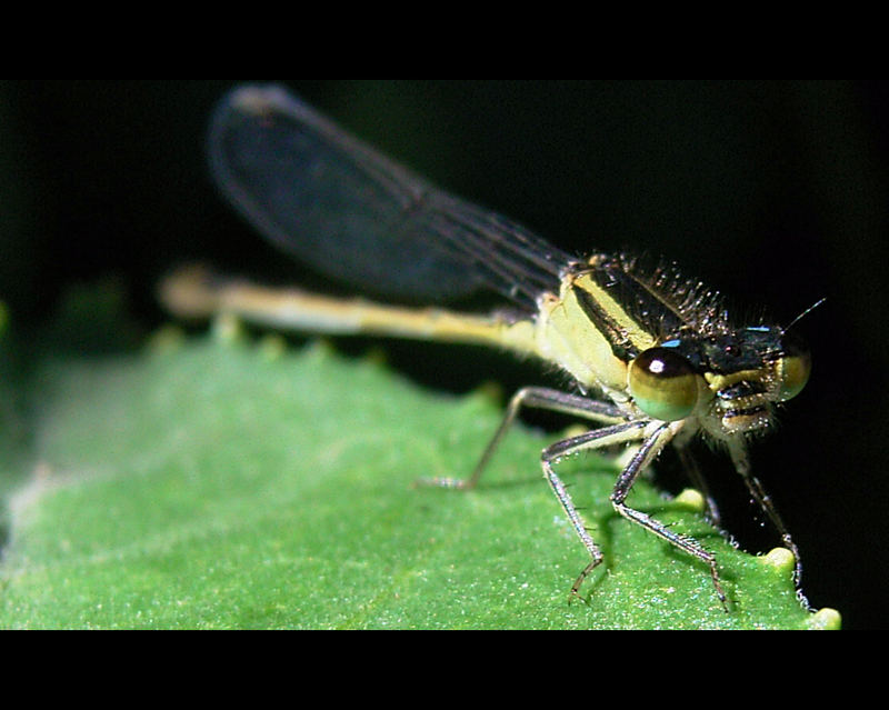 Libelle Macro