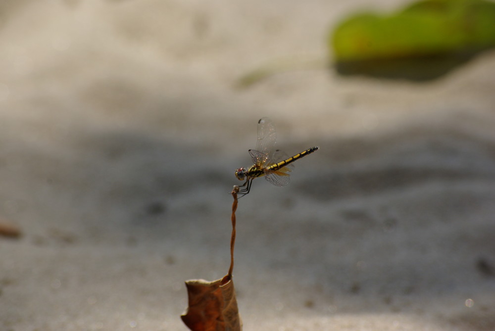 Libelle Madagaskar 2007