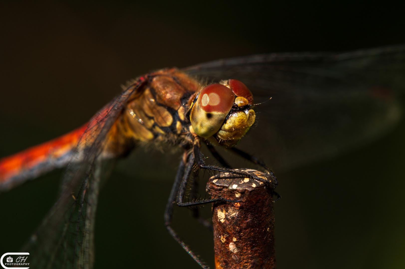 Libelle Makro 2