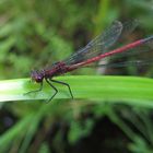 Libelle Makro (Überarbeitet)