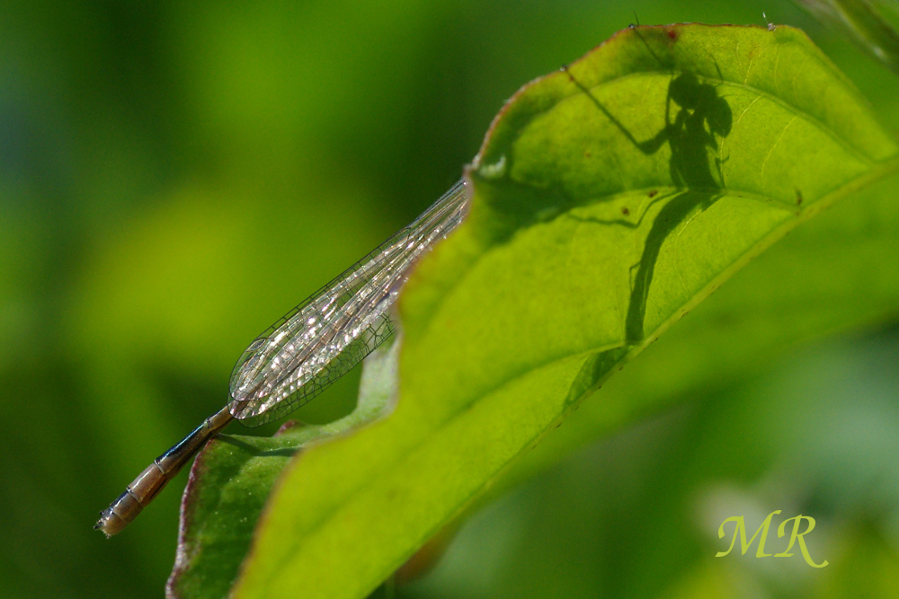 Libelle mal anders