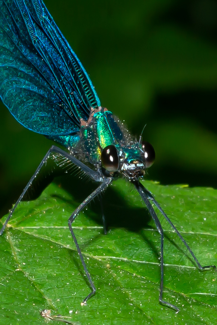 Libelle Metallic Blue