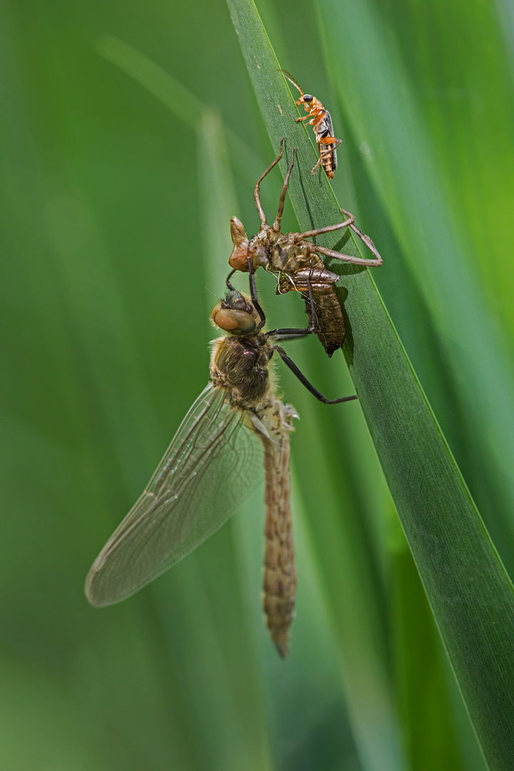 Libelle Metamorphose