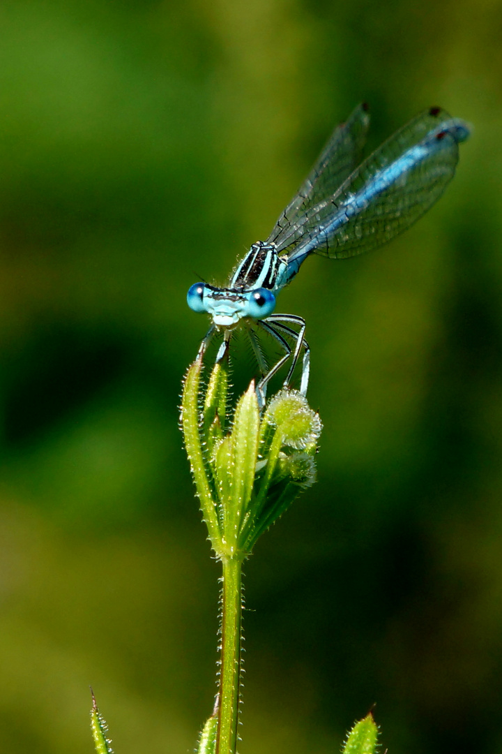 Libelle mit 400mm