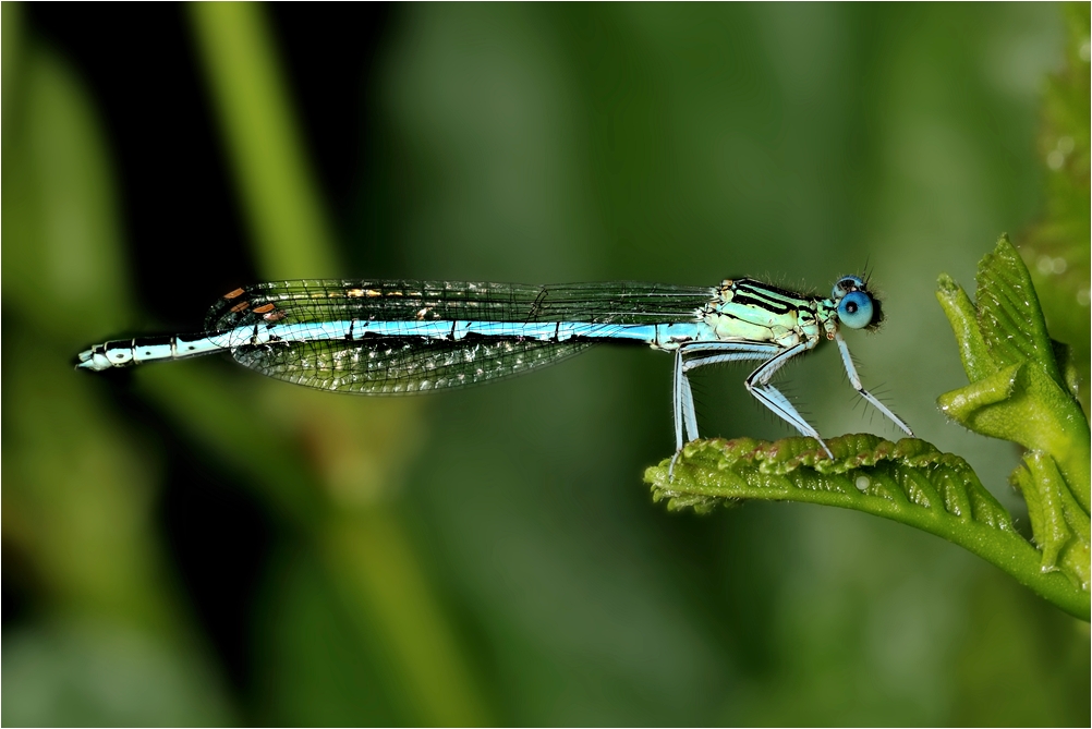 Libelle mit 5 Beinen