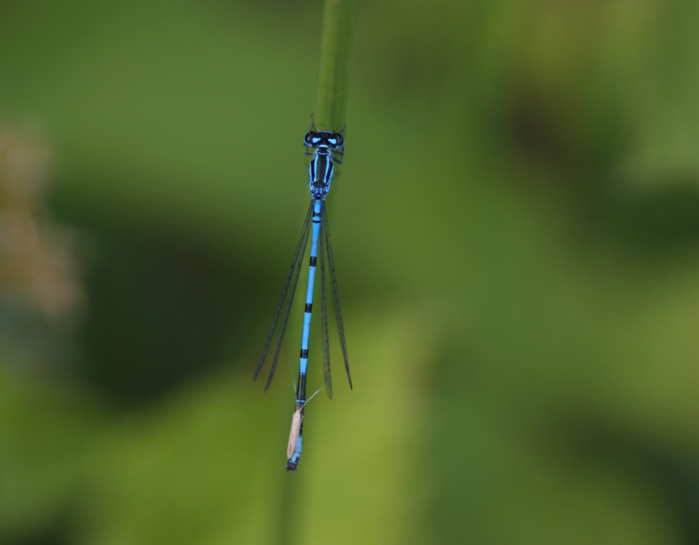 Libelle mit anhang