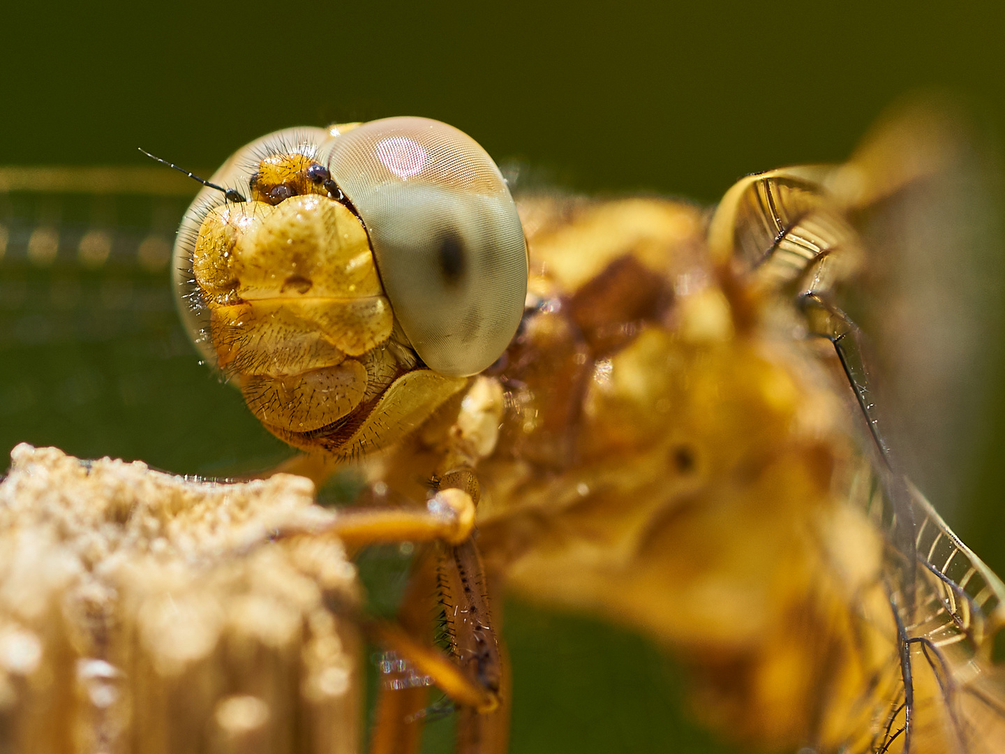 Libelle mit Bartwuchs