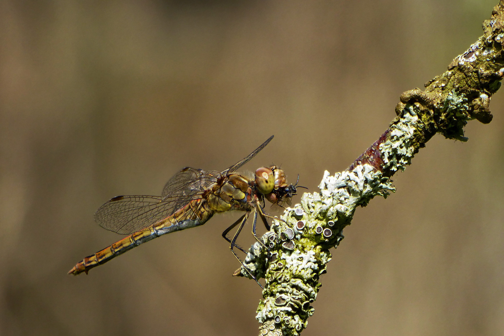 Libelle mit Beute