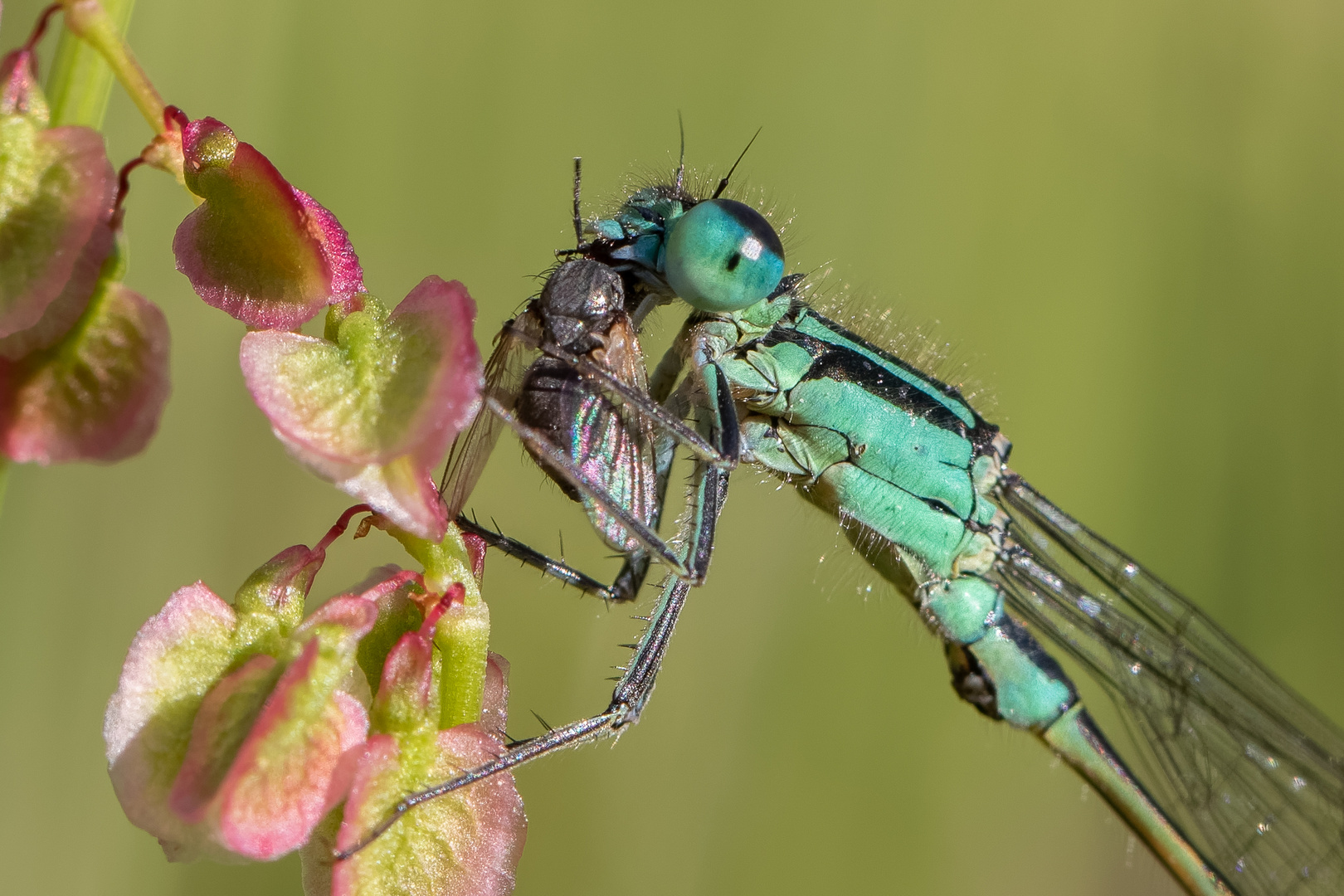 Libelle mit Beute