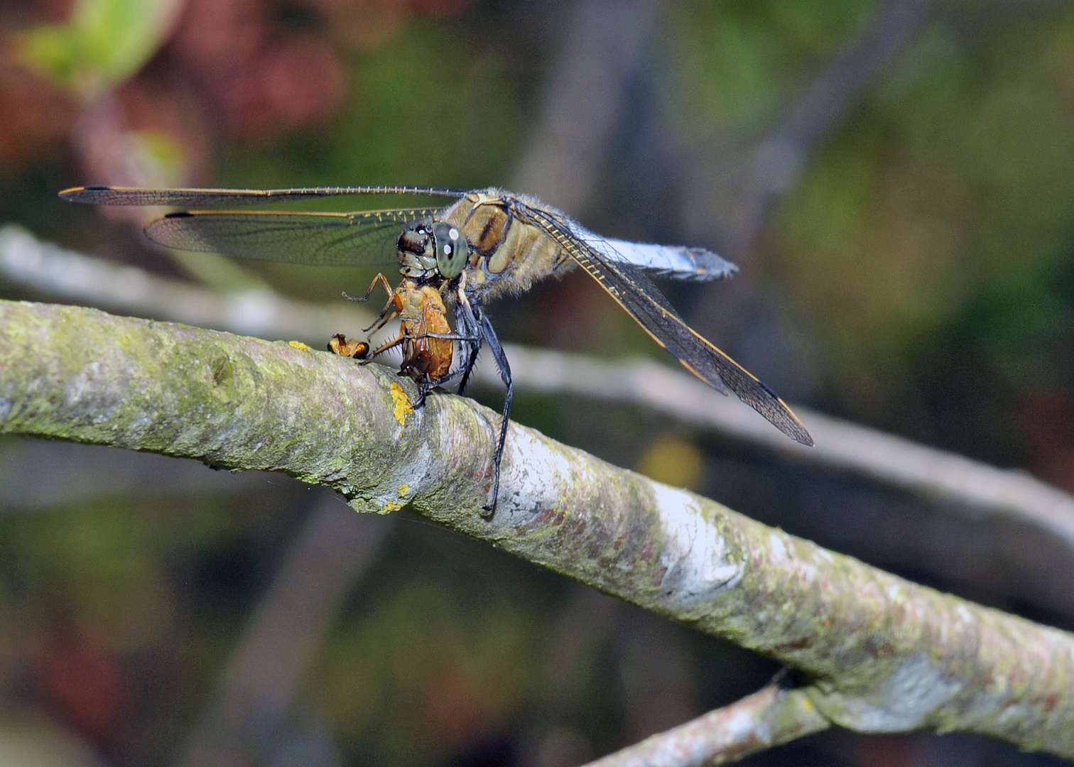 Libelle mit Beute