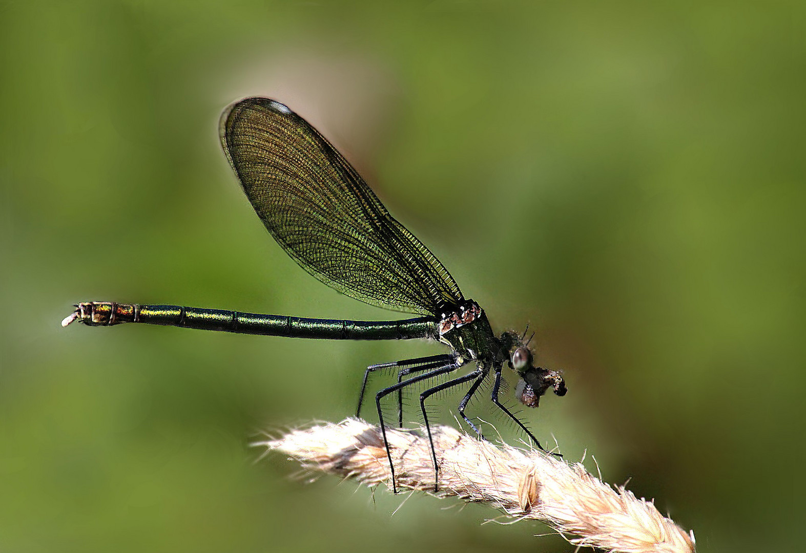 Libelle mit Beute