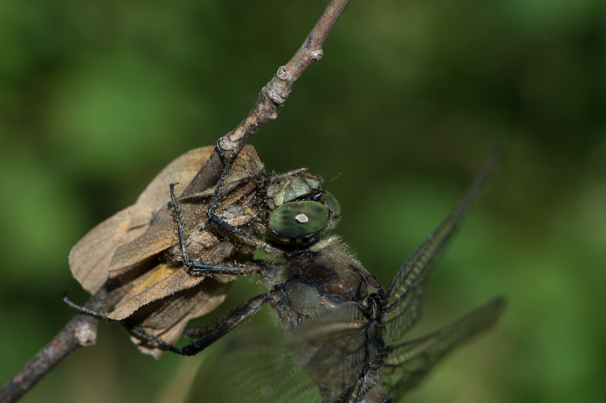 Libelle mit Beutetier...