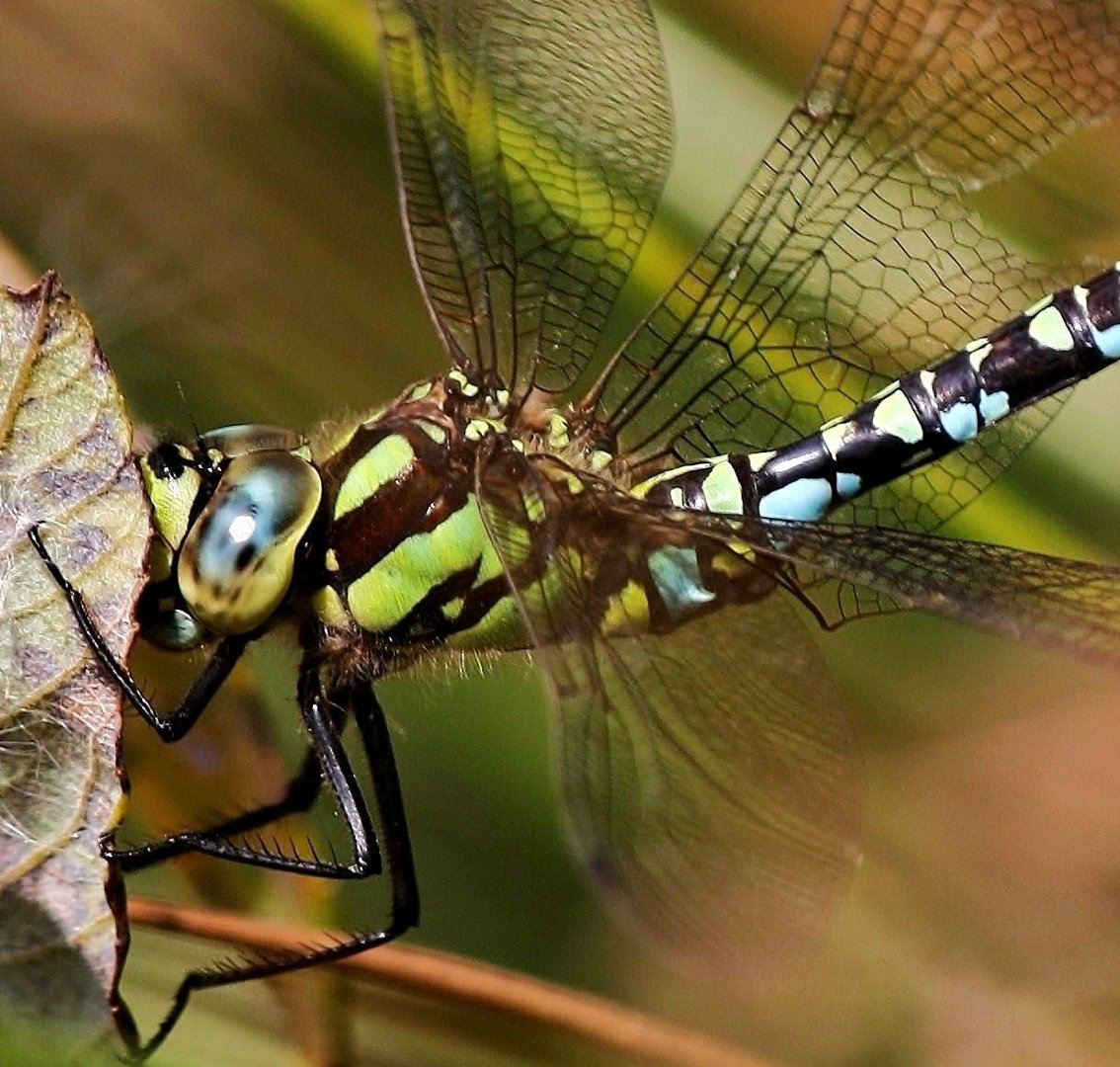 Libelle mit Biss