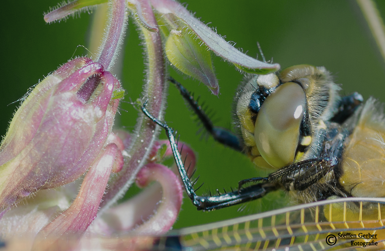 Libelle mit Blattlaus