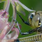 Libelle mit Blattlaus