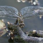 Libelle mit Blickkontakt