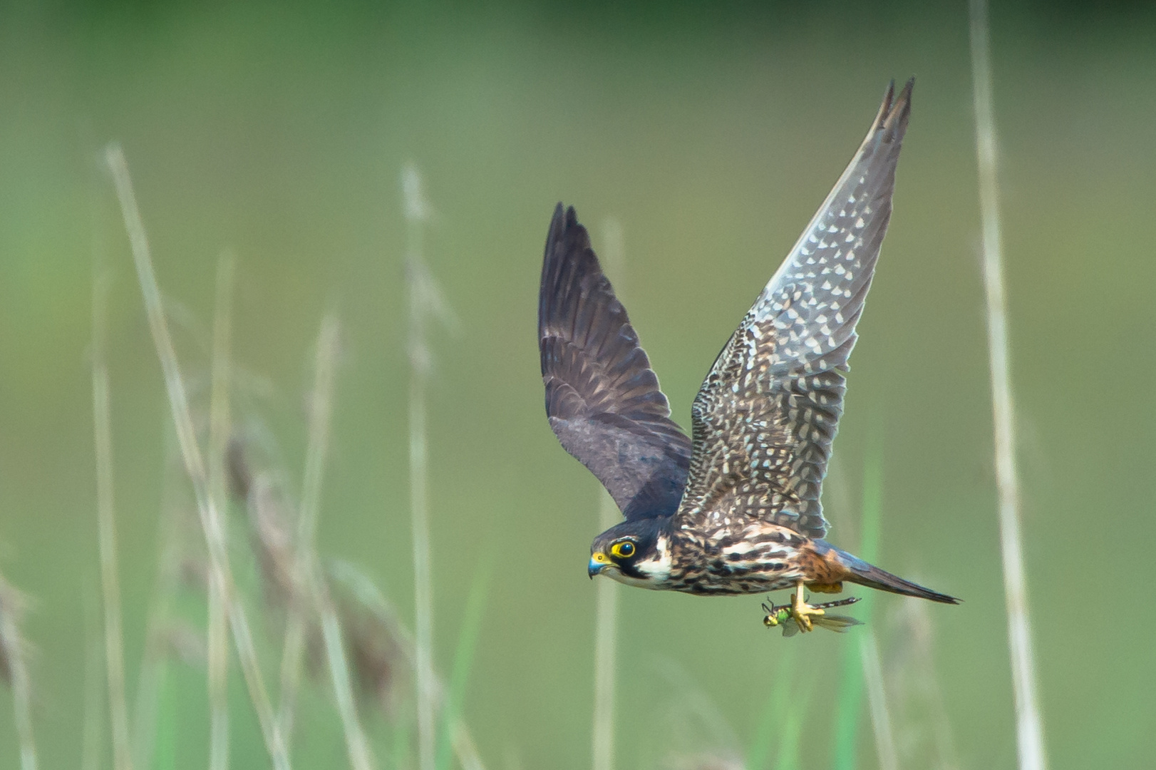 Libelle mit Chauffeur