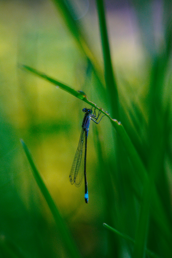 Libelle mit dem Diaplan 2.8 / 80mm fotografiert